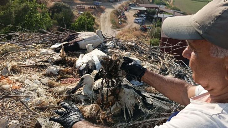 Aydın'da ayağına ip dolanan yavru leylek kurtarıldı