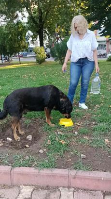 Sokak hayvanları için 'Bir kap su' çağrısı
