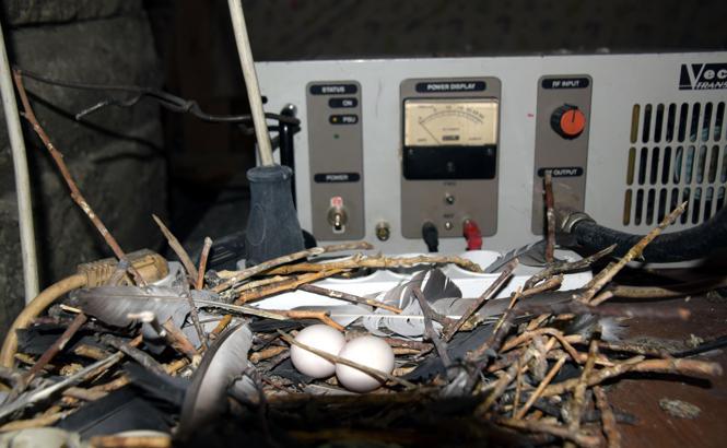 Güvercin radyo vericisine yuva yapınca, 30 bin tl masraf edip yeni verici aldı