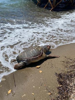 Çanakkale’de deniz kaplumbağası ölüsü sahile vurdu