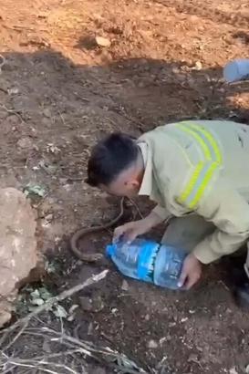 Orman personeli, yangından etkilenen oluklu kertenkeleyi su vererek serinletti