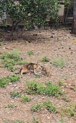 Kuyuda mahsur kalan yavru kedi kurtarıldı