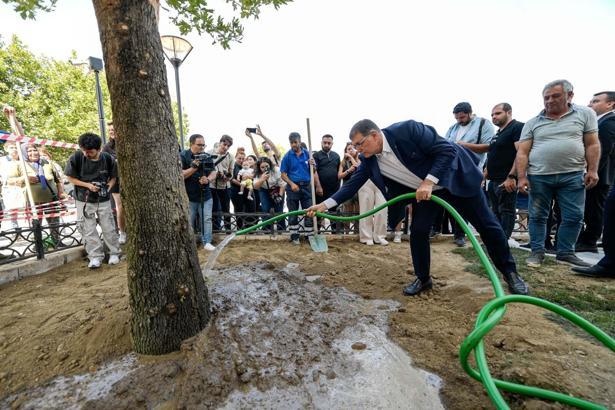 Devrilen çınar ağacı yerine yenisi dikildi
