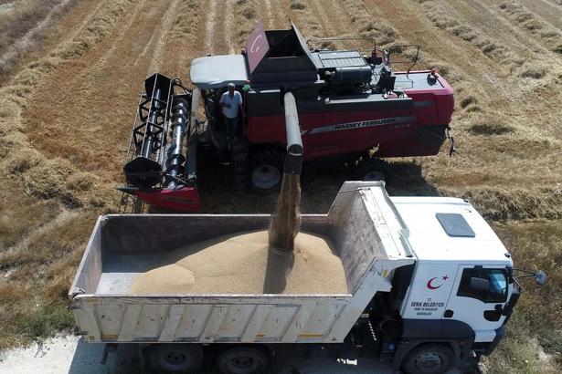 Serik Belediyesi buğday hasadına başladı