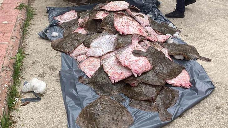 Samsun açıklarında kaçak olarak avlanan 6 ton kalkan balığı ele geçirildi