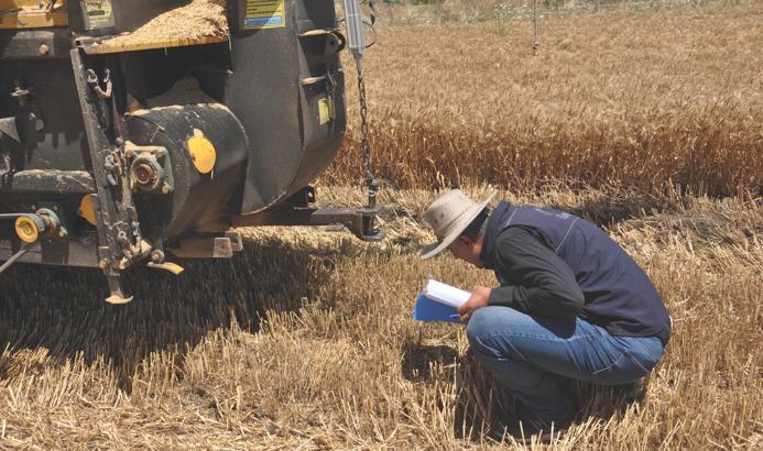 Gaziantep’te hububat hasadında, dane kontrolü