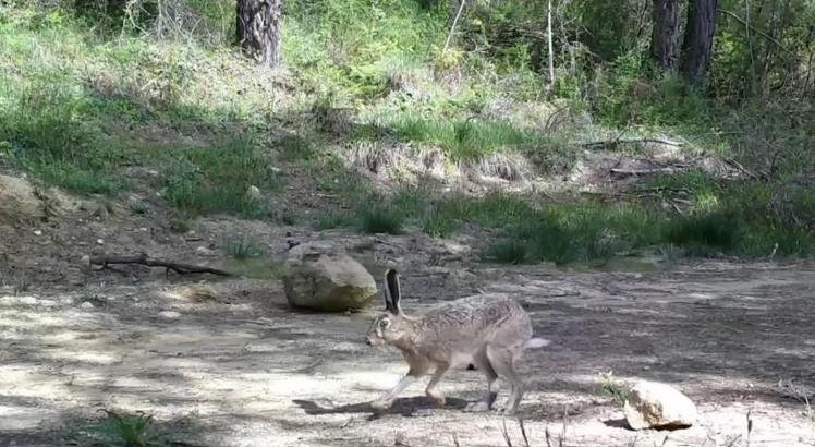 Yaban hayvanları fotokapanlara yansıdı