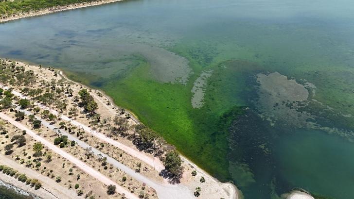 İzmir'de lagünü deniz yosunları kapladı
