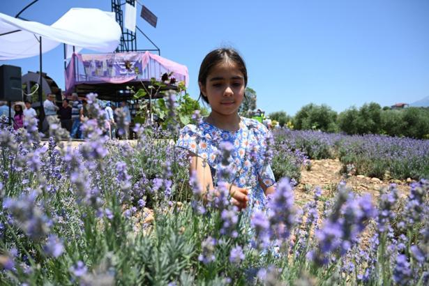 Kadirli'de 4’üncü Geleneksel Lavanta ve Zeytin Çiçeği Festivali