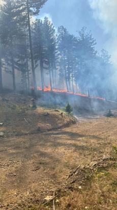 Adana'da orman yangını / Ek fotoğraflar