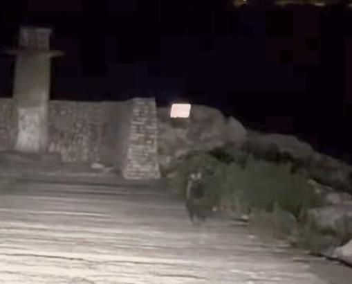 Yavru bozayı bu kez limanda görüntülendi