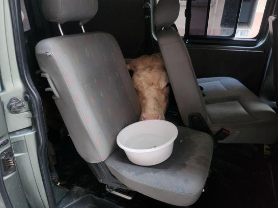 Sahibini dolandırıp 155 TL’ye aldıkları ‘Yıldız’ isimli ineği hafif ticari araçla taşıdılar