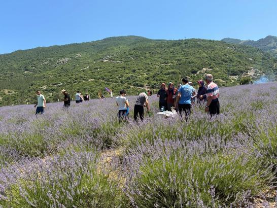 Osmaniye'de lavanta bahçesi ziyarete açıldı