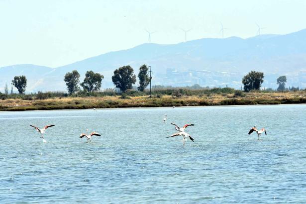 İzmir Kuş Cenneti, yaklaşık 13 bin flamingo yavrusuna ev sahipliği yapıyor/Ek fotoğraflar