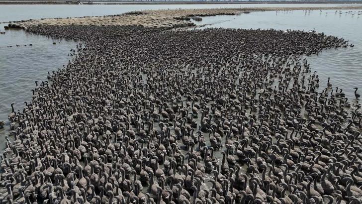 İzmir Kuş Cenneti, yaklaşık 13 bin flamingo yavrusuna ev sahipliği yapıyor