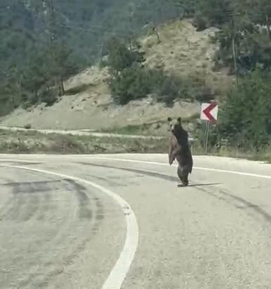 Yola inen ayı kamerada