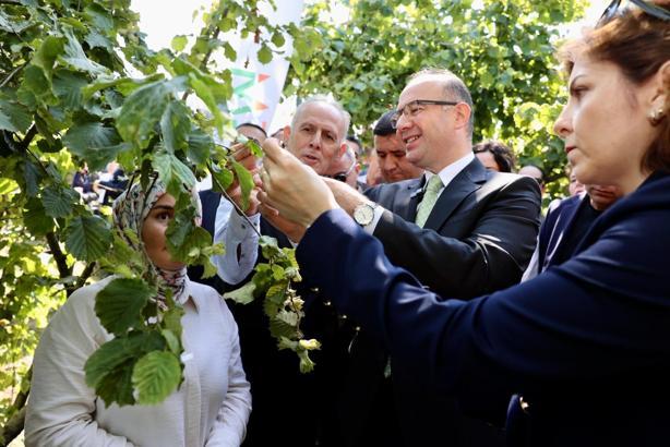 Giresun'da kokarcaya karşı 'samuray arı'lar salındı