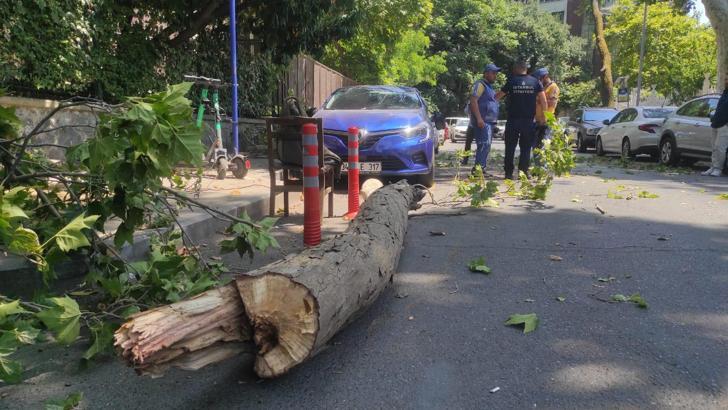 Beşiktaş'ta tarihi çınarın kuruyan kolu park halindeki otomobilin üzerine düştü