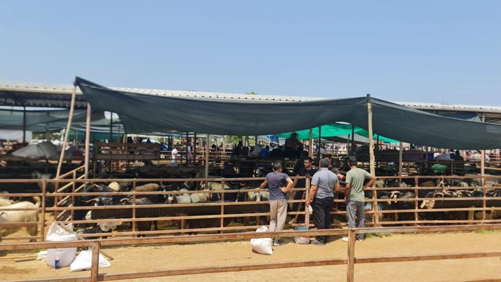 Şap hastalığı nedeniyle canlı hayvan pazarı kapatıldı