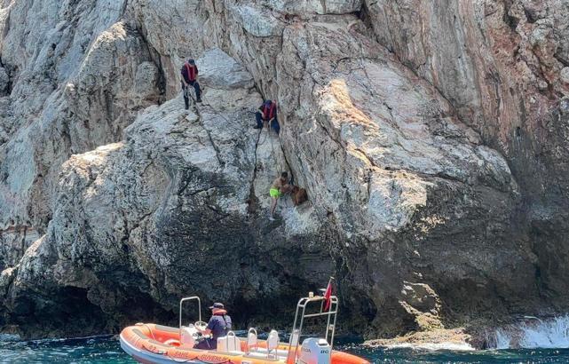 Kayalıklarda 3 gün mahsur kalan keçi kurtarıldı/Ek fotoğraflar