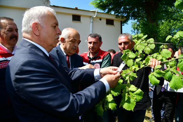 Kokarcaya karşı 'samuray arı'lar salındı (2)