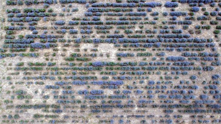 Edirne’de ‘Lavanta Tarla Günleri’ başladı