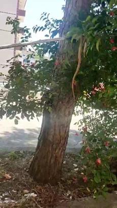 Sokakta oynayan çocukların gördüğü yılan korku yarattı