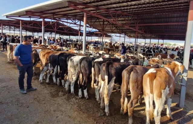 Kırşehir'de canlı hayvan pazarı, 'şap' gerekçesiyle geçici olarak kapatıldı