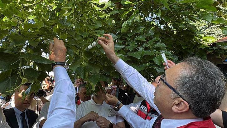Ordu'da kahverengi kokarca ile mücadele kapsamında doğaya 245 bin 'samuray arısı' salınacak