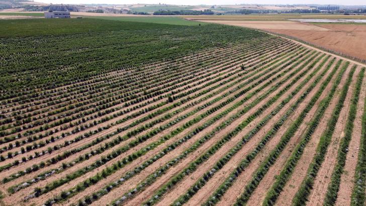 Edirne'de yaban mersini hasadı, don nedeniyle verim kaybıyla başladı