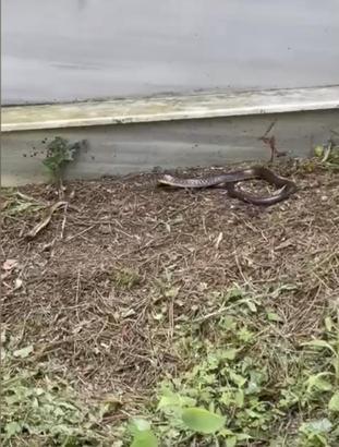 İstanbul-  İstanbul'da havalar ısındı, yılanlar ortaya çıktı: Önce tanımak sonra korumak gerekiyor