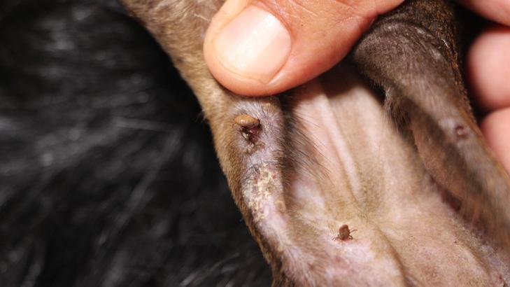 'Türkiye'de KKKA'ya yakalanan kişilerde ölüm oranı yüzde 5'