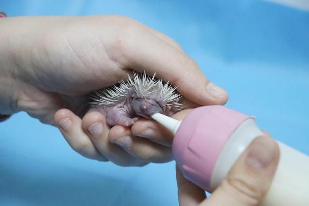 Doğada yalnız başına bulunan 3 yavru kirpi, biberonla besleniyor