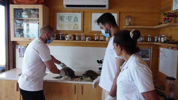 Nesli tehlikedeki 2 deniz kaplumbağası ölüsü kıyıya vurdu