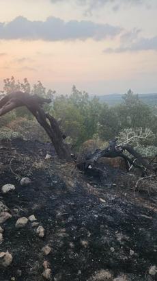 Balıkesir'de zeytinlik yangını (2)