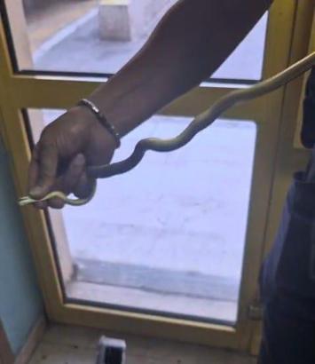 Hastane deposunda 'yılan' paniği