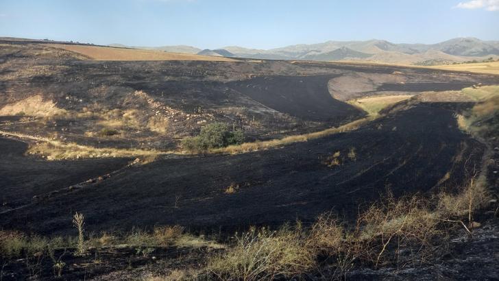200 dekar arpa tarlası yandı