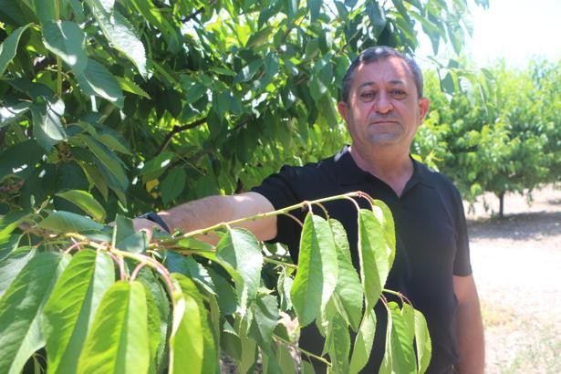 Tokat'ta zirai don kirazı vurdu: 20 bin tonluk rekolte sıfıra indi