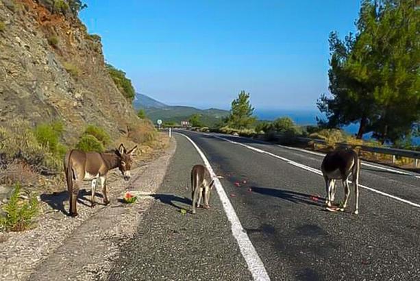 Muğla'da kara yolu çevresindeki yabani eşekler toplanıyor