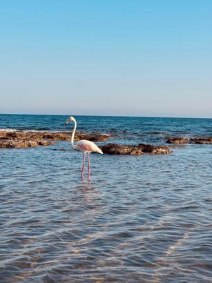 Sahildeki flamingo ilgi odağı oldu