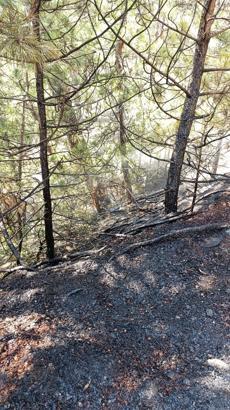 Bursa'da orman yangınına erken müdahale