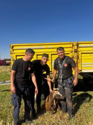 Mardin'de kuyuya düşen koyu, kurtarıldı