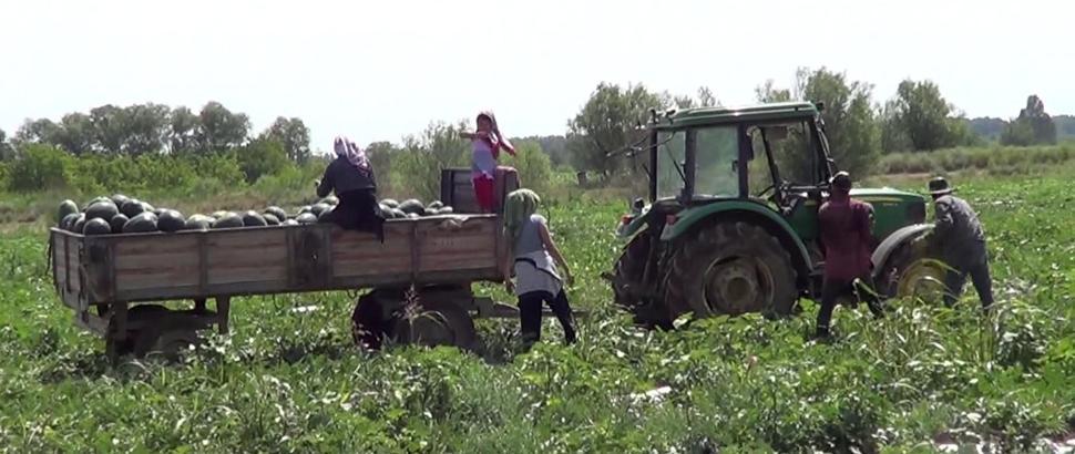 Iğdır'da yetiştirdiği karpuzları erken toplayan üreticinin hedefi 4 hasat