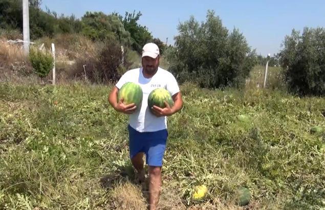 Tarladaki karpuzları vatandaşa ücretsiz dağıttı