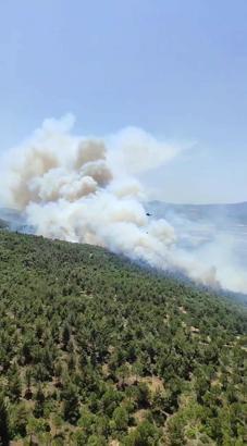 Manisa'da orman yangını