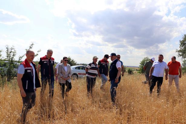 Edirne'de dolu 10 bin dekar buğday ve ayçiçeği tarlasına zarar verdi