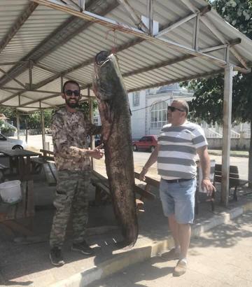 Meriç Nehri'nde 80 kilo ağırlığında yayın balığı yakaladı