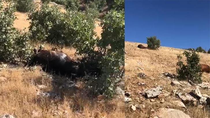 Batman'da silahla vurulmuş halde 7 yılkı atı bulundu