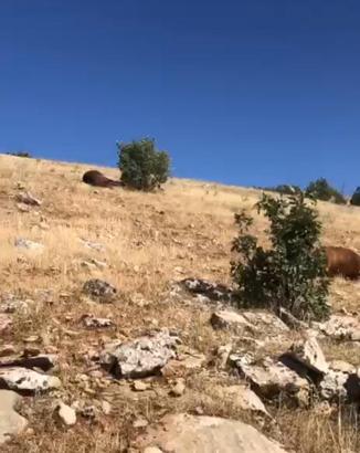 Batman'da silahla vurulmuş halde 7 yılkı atı bulundu