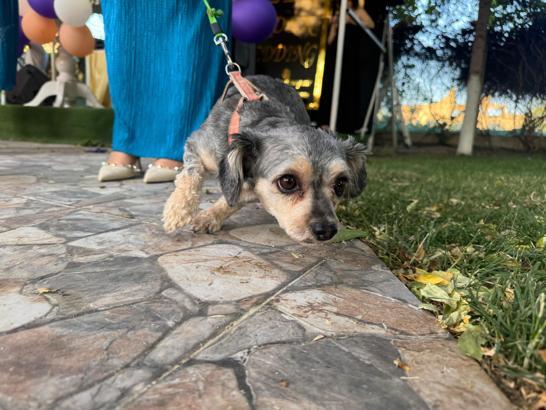 Ankara'da engelli hayvanlar için defile düzenlendi